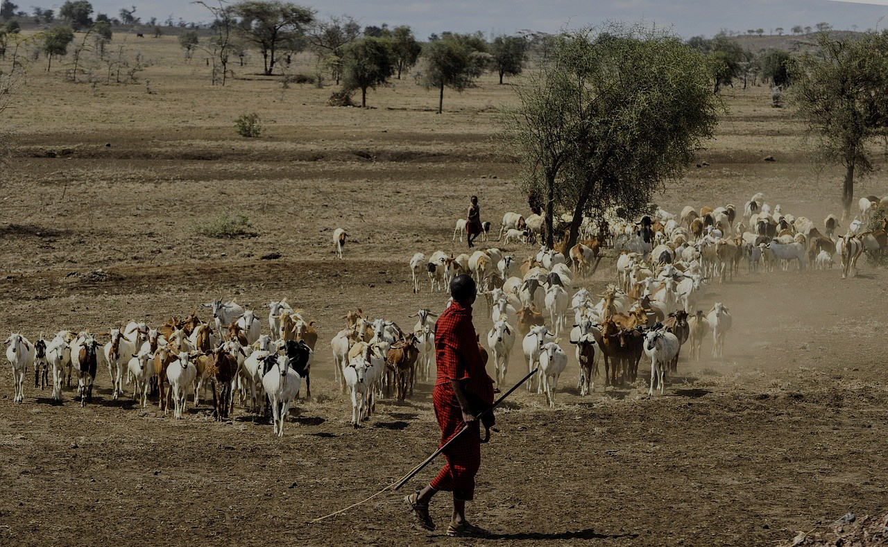 maasai-herdsman-802888_1280