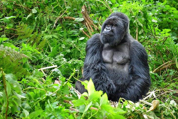 rwanda-top-attractions-volcanoes-national-park